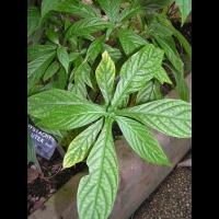 Pachystachys Lutea (fam. Acanthacees)(Perou) (08)